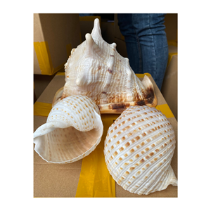 Venta caliente Mixed Seashell Triton Conch Shell Exportación Seashell Trompeta Triton Shell Decoración Seashell - Product Image 5