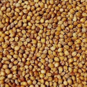 Sorghums et millets du patrimoine indien - Sans gluten, non-OGM, graines blanches nacrées, propres et naturellement transformées, haute pureté - À vendre - Product Image 1