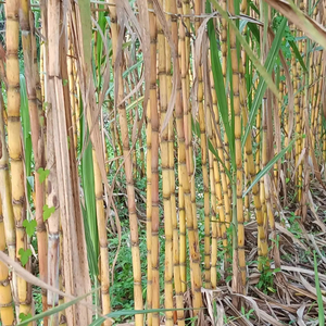 Producto de Caña de Azúcar Congelada de Vietnam, Utilizando Material de Tallo de Caña para el Procesamiento Comercial de Bebidas - Product Image 1