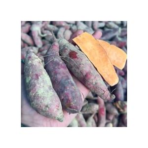 MEILLEURE USINE PATATE DOUCE FRAÎCHE CONGELÉE DE HAUTE QUALITÉ PATATE DOUCE PRIX BON MARCHÉ EN VENTE NOUVEAU CEOP 2024 - Product Image 1