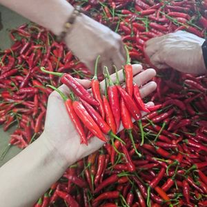 Chile congelado de primera calidad con clasificación limpia para ingredientes alimentarios, especias, productos de hierbas y mercados globales - Product Image 2