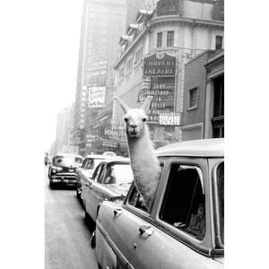 Póster de papel 'A Llama in Times Square' de estilo moderno para decoración de pared - Product Image 1