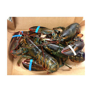 กุ้งมังกรแช่แข็งทั้งตัวจากโรงงาน พร้อมจำหน่ายสำหรับการสั่งซื้อจำนวนมากอย่างต่อเนื่อง - Product Image 2