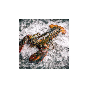 กุ้งมังกรสดคุณภาพสูง ขนาด 20 ซม. น้ำหนัก 1.5 กก. บรรจุภัณฑ์แบบขายส่ง นำเข้าจากสหรัฐอเมริกา - Product Image 6