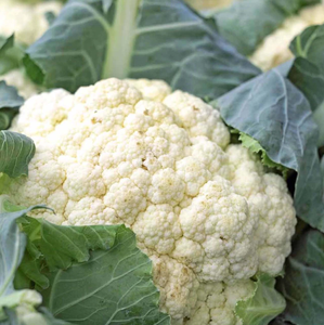 New Harvest Fresh Cauliflower High Quality Cauliflower - Product Image 6