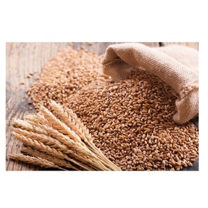 Granos de Trigo Integral Orgánico de Alta Calidad Disponibles para la Venta a Bajo Precio - Product Image 2