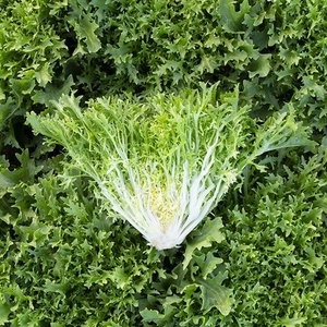 Chicorée d'endives de qualité supérieure: les légumes à feuilles amères les plus vendus disponibles en gros chez les grossistes - Product Image 6