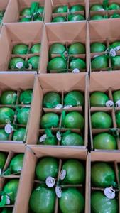 ส้มโอเวียดนามสีแดงพรีเมี่ยมหวานฉ่ำและสดชื่นเป็นธรรมชาติน้ำหนัก1.5-2.0กก - Product Image 5