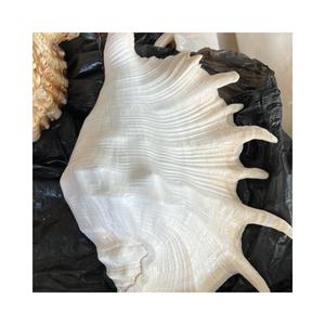 Coquillage naturel sculpté Coquillage nettoyé et poli du Vietnam Vente chaude à bon prix Coquillage Artisanat - Product Image 1