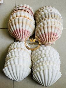 Mezcla de Conchas Marinas Costeras para Decoración Elegante de Fiestas en la Playa y Adorno para el Hogar con Temática Oceánica - Product Image 5