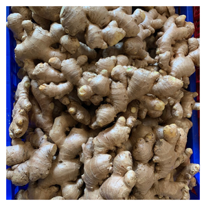 Gingembre frais du Vietnam avec saveur piquante Grande taille et prix compétitif pour les commandes en gros - Product Image 4