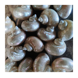 Coquille turbo verte écologique décoration artisanale style nautique coquillage souvenir art poli cadeau aspect naturel - Product Image 1