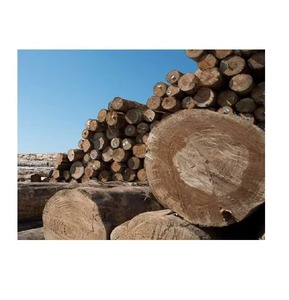 Troncos de madera natural Materias primas de madera Madera Iroko Madera Venta al por mayor Angola Construcción Pisos Construcción - Product Image 3