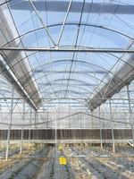 Serre de tomate à faible coût Film plastique multi-travée Serre en dents de scie Fabrication Fournisseur Serre avec système hydroponique