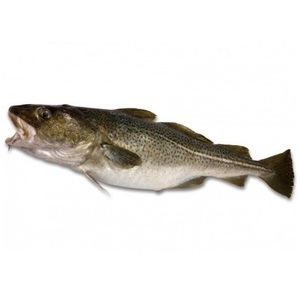 Mejor Precio Bacalao Salvaje del Atlántico |   Pescado Fresco de Bacalao del Atlántico Noruego Disponible - Product Image 1