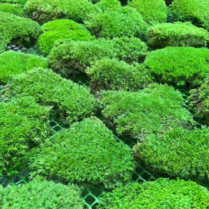 <span class=keywords><strong>Bolas</strong></span> de musgo artificiales para decoración, <span class=keywords><strong>bolas</strong></span> de musgo secas para interiores - Product Image 1