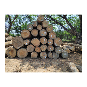 Troncos de sierra de pino a precio barato White Ash Kay a granel precio al por mayor troncos redondos de pino madera de pino seca de alta calidad - Product Image 3