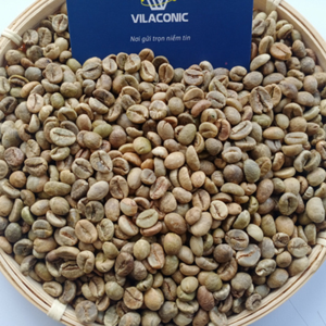 VILACONIC Vietnam ROBUSTA GREEN DE CAFÉ-Calidad de exportación de procesamiento de granos de café Robusta-Whatsapp:+ 84 388 385 347 Alicia - Product Image 6