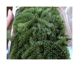 Deshidratar Seagrape Vietnam Suministro directo de fábrica Deshidratar Seagrape Uvas de mar secas de alta calidad para exportación y venta al por menor - Product Image 4