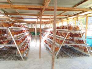 İsrail'de satılık küçük tavuk kafesi tasarımı - Product Image 6