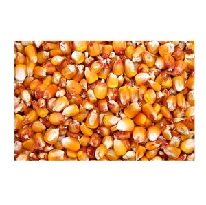 Venta de Granos de Maíz Amarillo para Alimentación Animal / Maíz para Alimentación Animal - Product Image 4