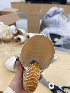 Coquillage NautIlus chambré TIger naturel idéal pour les collectionneurs, décorateurs et amateurs de coquillages - Product Image 6