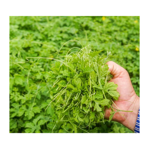 Feuille de melon amer séché entièrement naturel Pour boisson chaude, tisane pour améliorer le système immunitaire - Product Image 5