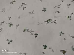 Pétales de fleurs de maréchal fait à la main, pièces, en papier, à utiliser avec des fleurs de maridal, disponible en taille 56x76 cm - Product Image 6