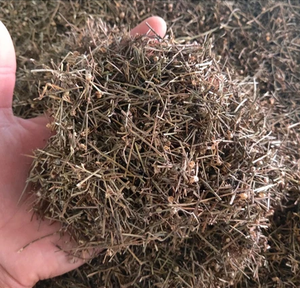 สมุนไพรโอลเดนแลนเดีย ดิฟฟิวซา แห้งธรรมชาติ 100%  สมุนไพรเฮดิโอติส ดิฟฟิวซา  วัตถุดิบสมุนไพรแปรรูป - Product Image 6