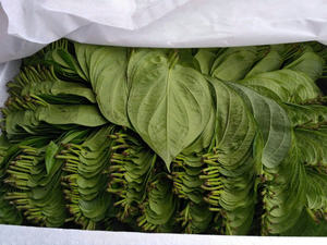 Feuilles de bétel naturelles fraîches, arôme moyen, qualité supérieure, prix compétitif, vente en gros, exportation mondiale 2025 VIET SEAFARM - Product Image 4