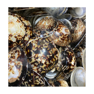 Suministro de conchas marinas de Lapa a granel para decoración de bodas, accesorios para fiestas, diseños de acuarios y artesanías - Product Image 1