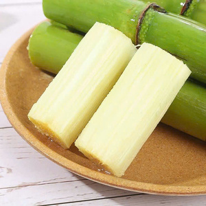 Bâtonnets de canne à sucre surgelés IQF en vrac, qualité supérieure pour la production de boissons et la transformation alimentaire par VIET D.E.L.T.A - Product Image 1