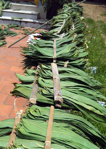 Feuilles de bambou congelées de qualité supérieure pour l'industrie agroalimentaire et la restauration - Product Image 5