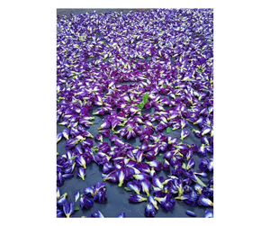 ดอกกระเพาะผีเสื้อเวียดนามเกรดส่งออก แห้ง - สมุนไพรชาสีฟ้าสะอาด สำหรับการผลิตเครื่องดื่มจำนวนมาก ดอกกระเพาะผีเสื้อ - Product Image 5