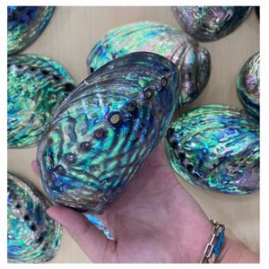 Premium Polished <b>Abalone</b> <b>Shell</b> Natural Shine Ideal for Crafts Jewelry Making and Home Decoration Unique Texture - Product Image 5