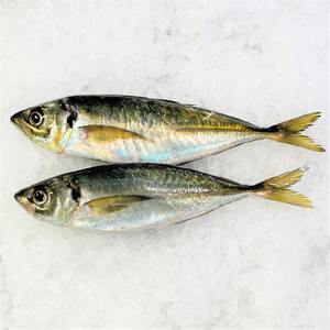 Atún Congelado Premium a Granel con Empaque Limpio y Frescura Confiable para Compradores de Exportación - Product Image 5