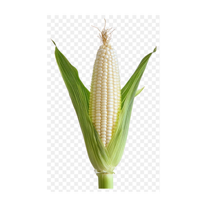 Compra al por mayor de maíz blanco premium para compradores de envíos a granel - Product Image 2