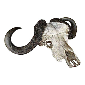 Art Deco Style Faux Ox <b>Skull</b> Resin Animal Painting with Tribal Carving and Horns Bone Look Features by tradebit - Product Image 4