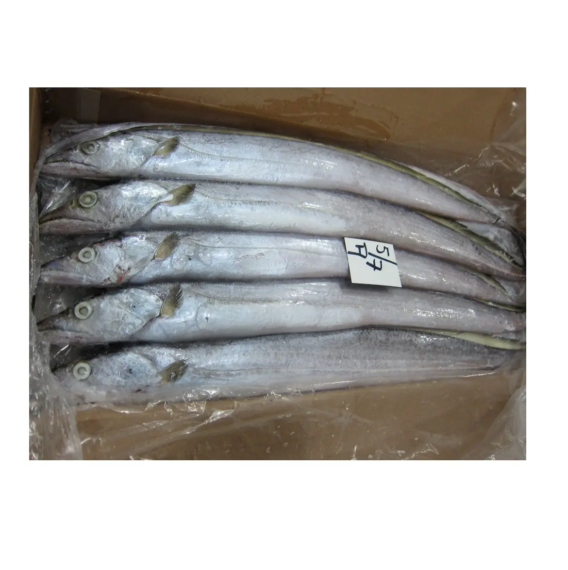 קפוא סרט דגים באיכות גבוהה פורה עגול סרט דגים קפוא פירות ים קפוא ribbonfish