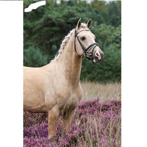 Venta al por mayor de alta calidad de cuero de caballo Brida de cuero de caballo Precio al por mayor Brida de cuero de caballo 2018 Venta caliente - Product Image 3