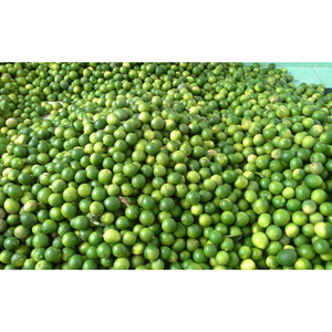 PREMIUM EXPORT LIMA CONGELADA CARNE BLANCA PIEL VERDE SABOR NATURAL - Product Image 4