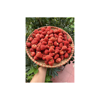 Veganistische Vriendelijke Gevriesdroogde Aardbeienchips Natuurlijke Hele Fruitsnack Geen Toegevoegde Suiker Geen Conserveermiddelen Ideaal
