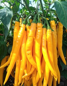 Pimiento Rojo, Amarillo y Verde Fresco, Producto 100% Natural de Alta Calidad y Más Vendido, el Mejor Capsicum - Product Image 1