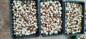 Fournisseurs de champignons surgelés de qualité supérieure du Vietnam à un prix abordable exportation en gros - Product Image 4