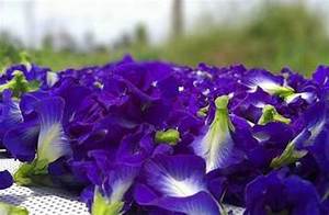 ผงถั่วลันเตาดอกไม้จากพืชใช้เพื่อสุขภาพประจำวันและมีสีธรรมชาติสูตรสะอาด - Product Image 4