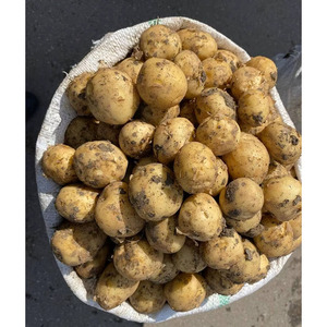 Patatas irlandesas frescas de calidad superior, venta al por mayor a granel, verduras frescas de granja, proveedor directo, Venta caliente - Product Image 2