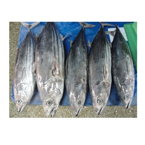 Pescado Congelado en el Mar de Alta Calidad, Bonito, Atún, Skipjack Entero para Exportación - Product Image 5