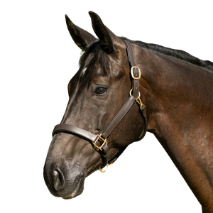 Best Leather Horse Halter AL RAHMAN TACKS Color/tamaño personalizado Nuevo diseño Venta Precio bajo Fabricante indio Equitación - Product Image 2