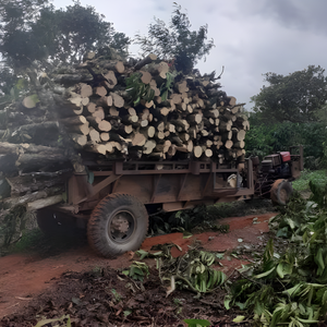 Jouet à mâcher pour chien écologique en bois de café naturel - Product Image 3