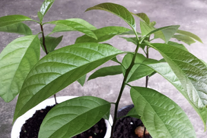 Thé à l'avocat biologique pur, non ciré, sans pesticides du Vietnam - Product Image 2